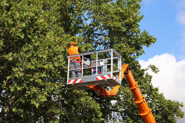 Best Storm Damage Tree Cleanup  in Point Baker, FL